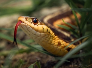 Morsure de serpent