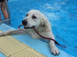 hydrothérapie pour chien