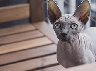 chats hypoallergéniques