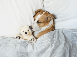 Chien dort dans un lit