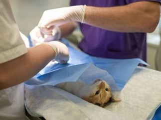 Chirurgie animaux