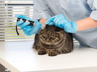 chat chez le vétérinaire