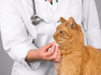Pilule pour chat
