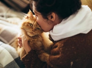 Comportement du chat mourant