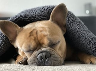 bouledogue fran&ccedil;ais