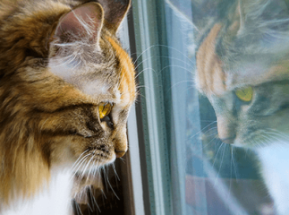 chat d&eacute;pression