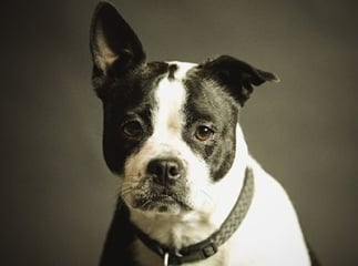 Épilepsie chez le chien