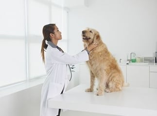 médicaments chien chat