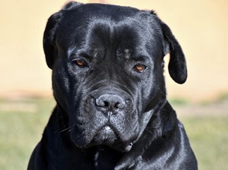 cane corso