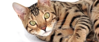assurance Chat Bengal