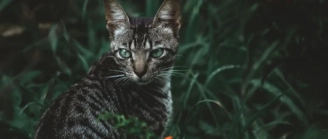 assurance Chat Toyger