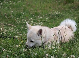 buhund norvégien
