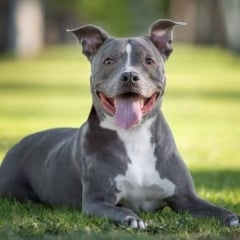 assurance-pitbull