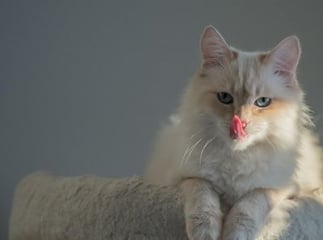 Chat sacr&eacute; de Birmanie