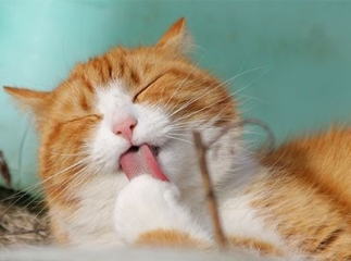 maladies de la peau chat