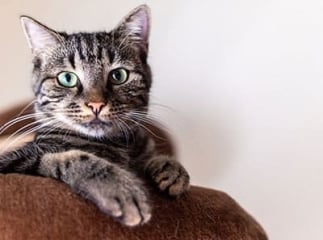 Ténia chez le chat