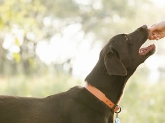 médicament chien