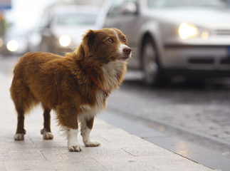 chien abandonn&eacute;