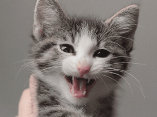 chat gris miaule