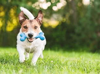 P&acirc;ques avec son chien