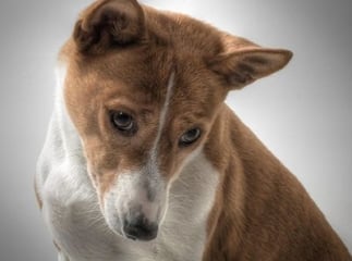 chien basenji
