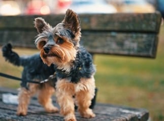 Norwich terrier
