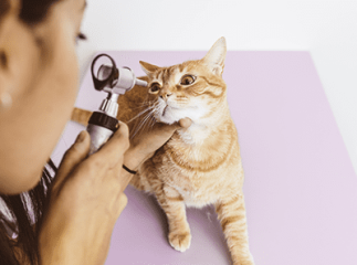 chat chez le vétérinaire