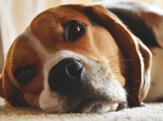 Gale des oreilles chez le chien