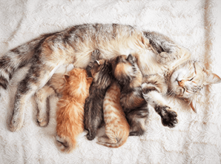 Chatte allaite chatons