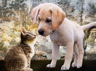 journée mondiale des animaux