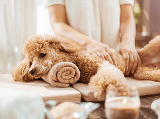 massage chien ostéopathe