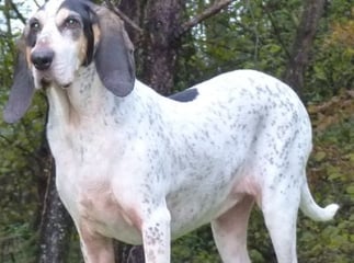 Chien gascon saintongeois