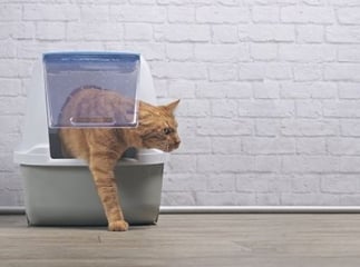 Litière chat