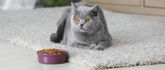 Chat avec sa gamelle