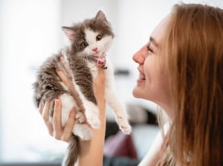 Teigne du chat