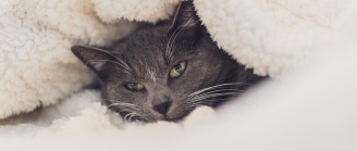 Chat endormi sous une couette