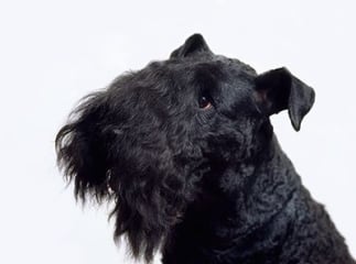 terrier kerry blue