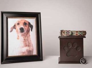 Chien sur un tableau