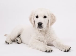 diabète chez le chien