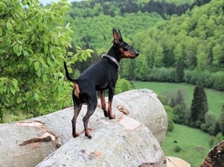 Pinscher nain