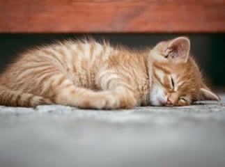 Allergies alimentaires chat