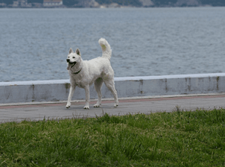 Promener son chien sans laisse