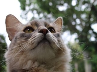 chat somali
