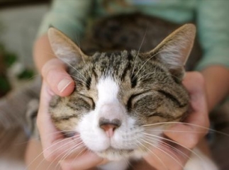 massage chat