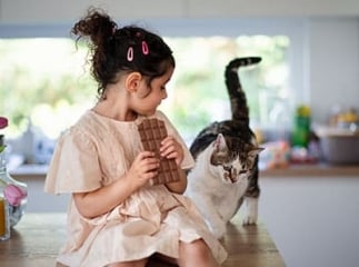 chat chocolat
