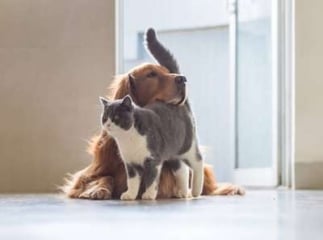Chien et Chat