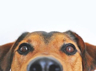 entropion chien