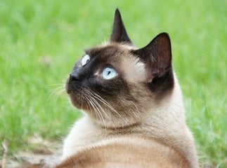 chat thaï