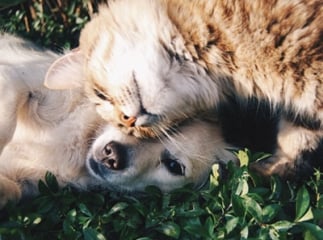 application animal de compagnie