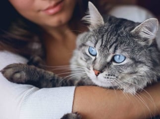 sang dans les selles du chat